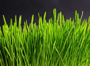 grass-534873